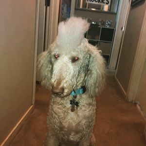 Meet your Posher, Leslie